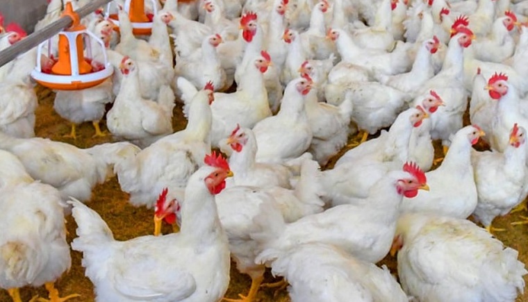 ৭ দাবিতে পোলট্রি খাত বন্ধের হুঁশিয়ারি