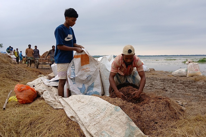 হাওরে অঙ্কুর গজিয়ে নষ্ট হচ্ছে কাটা ধান