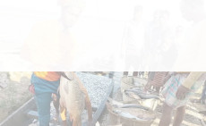 প্রশাসনের যোগসাজশে হাকালুকির হাওরখাল বিলে মাছ লুটের মহোৎসব!