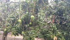 ‘আম ক্যালেন্ডার’ অনুযায়ী সাতক্ষীরায় আজ থেকে আম পাড়া শুরু