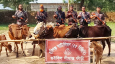 আসছে ভারতীয় গরু, লোকসানে খামারিরা