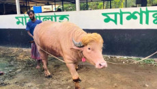 ‘বিরল প্রজাতি’ দাবির ‘ডোনাল্ড ট্রাম্প’ বিরল নয়, অনেক খামারে পালন হয় অ্যালবিনো মহিষ
